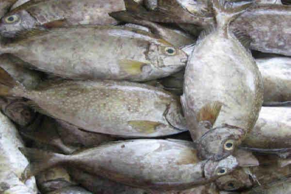 DKP3 Bontang Dorong Pemerintah Bentuk Perlindungan Ikan Bawis