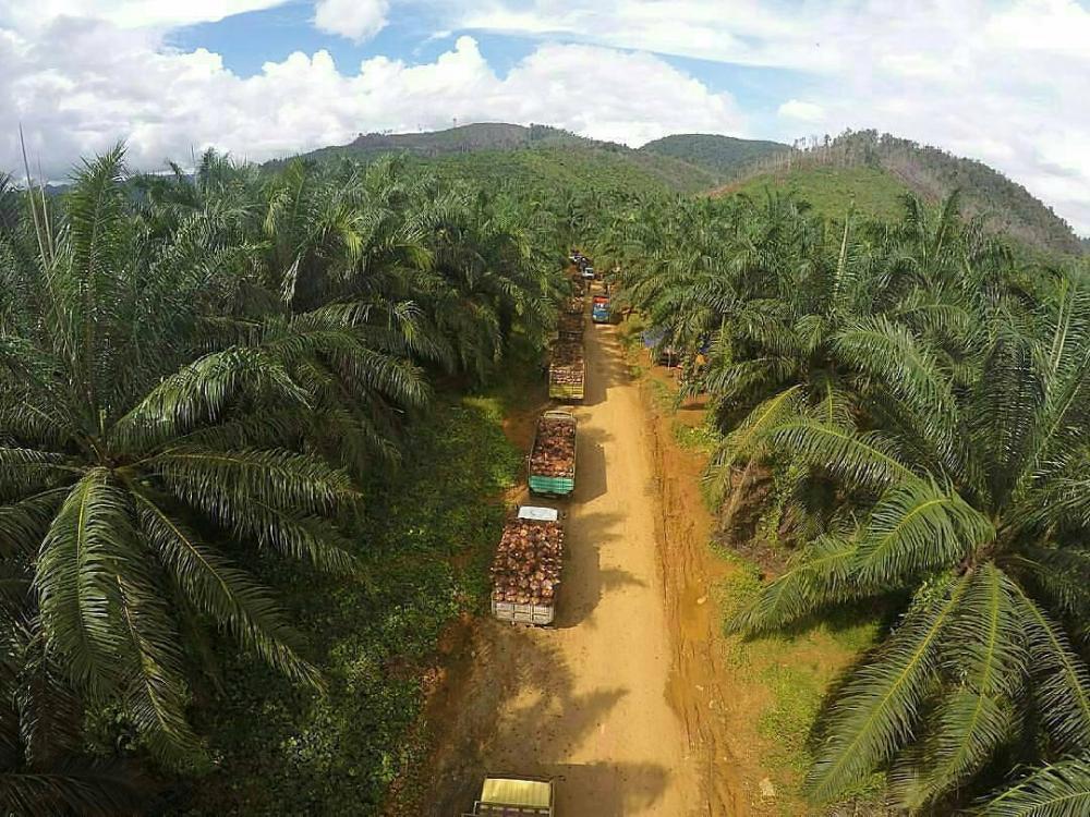 70 Persen CPO Kelapa Sawit Wajib Dikelola di Kaltim