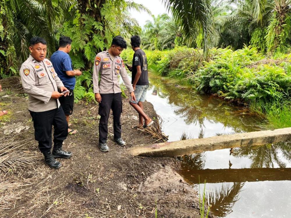 Buruh Sawit Paser Tewas dengan Luka Gigitan Buaya, Ditemukan Tengkurap di Parit