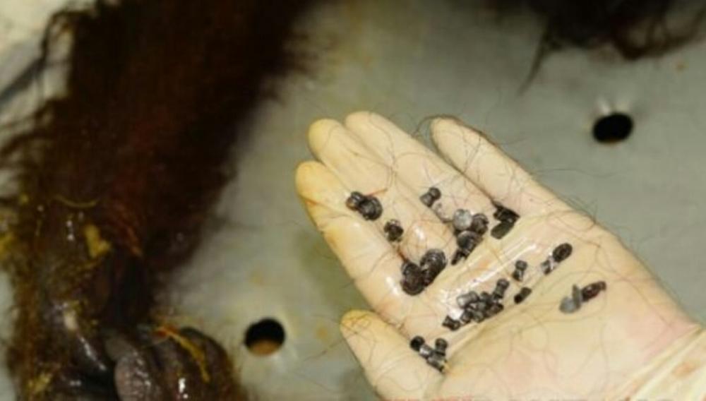 Selama 4 Jam, Tim Autopsi Hanya Keluarkan 48 Peluru dari Tubuh Kaluhara 2