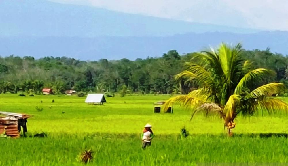 Tak Lagi Tambal Sulam, Kaltim Bidik 20.000 Hektare Sawah Baru 