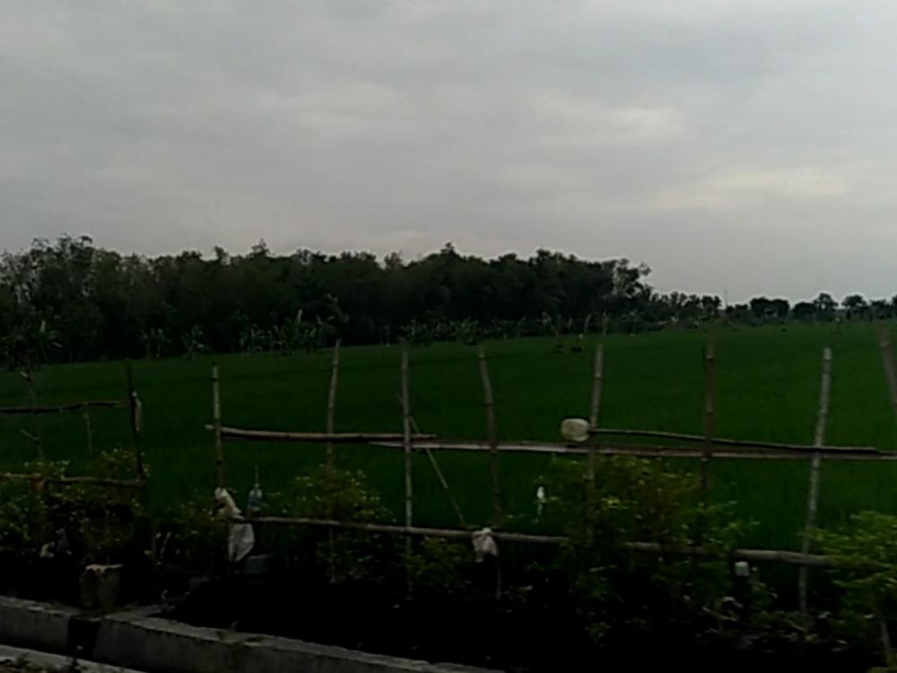 Kaltim Masih Kekurangan Tenaga Penyuluh