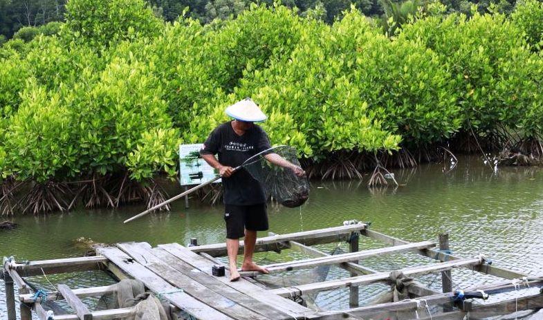 Benteng Bakau di Delta Mahakam: Kala Silvofishery Selamatkan Tambak