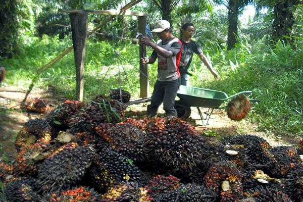 HARGA SAWIT DI KALTIM  KEMBALI TURUN