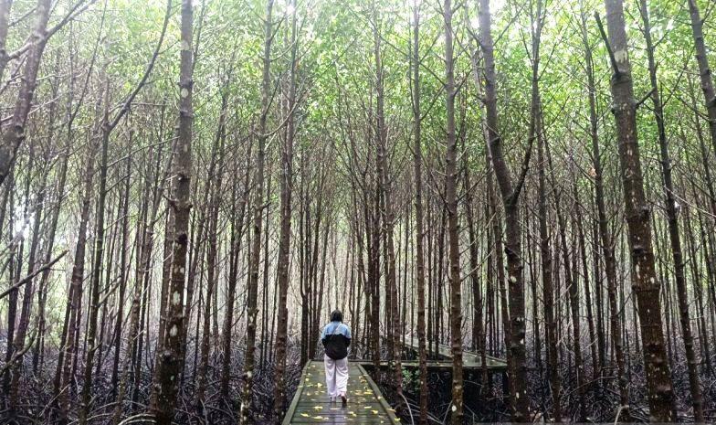 Gotong Royong Pulihkan Mangrove Kaltim