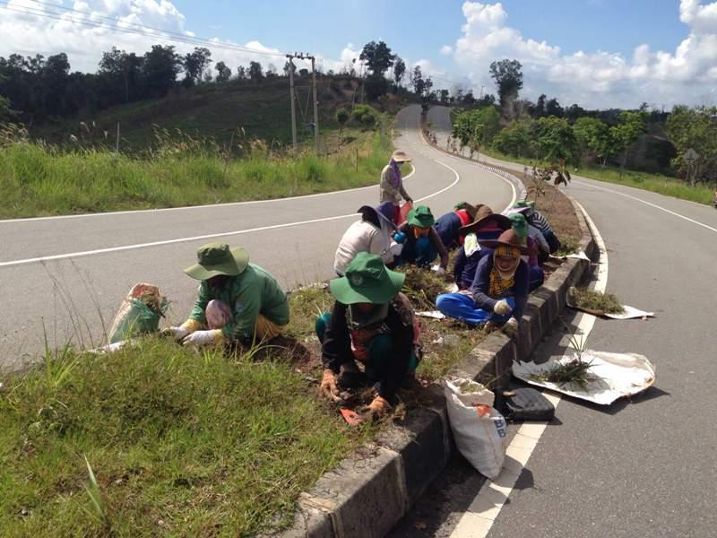 DKP-PMK BONTANG BERSIHKAN  RUMPUT LIAR DI MEDIAN JALAN