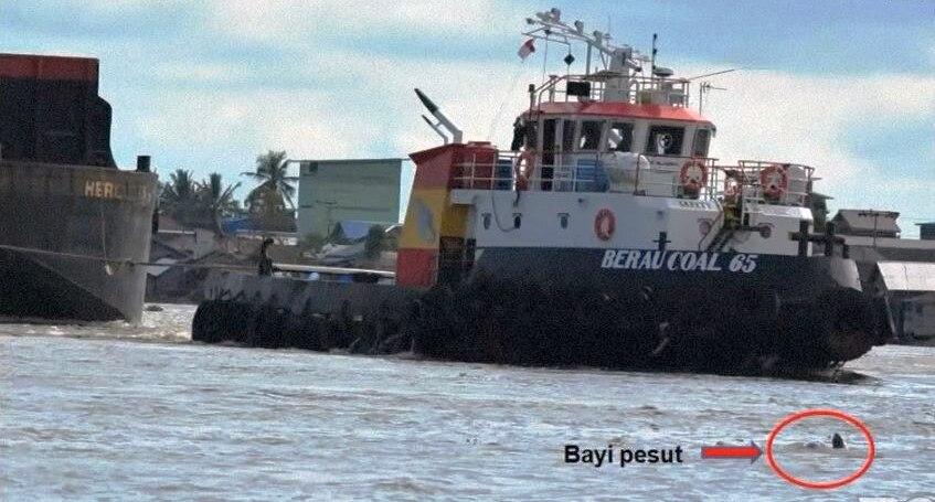 Mengapa Wacana Hauling Laut Gubernur Kaltim Percepat Kepunahan Pesut