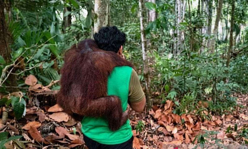Karhutla Mendekat, 11 Orang Utan di Samboja Dievakuasi dalam Kondisi Darurat