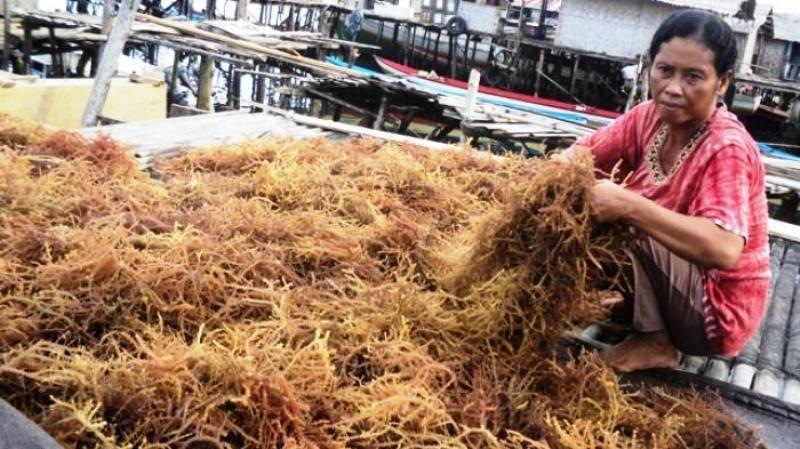 Hasil Panen Rumput Laut Tihi-Tihi Anjlok Diduga Terkait Aktifitas Pengerukan Dasar Laut