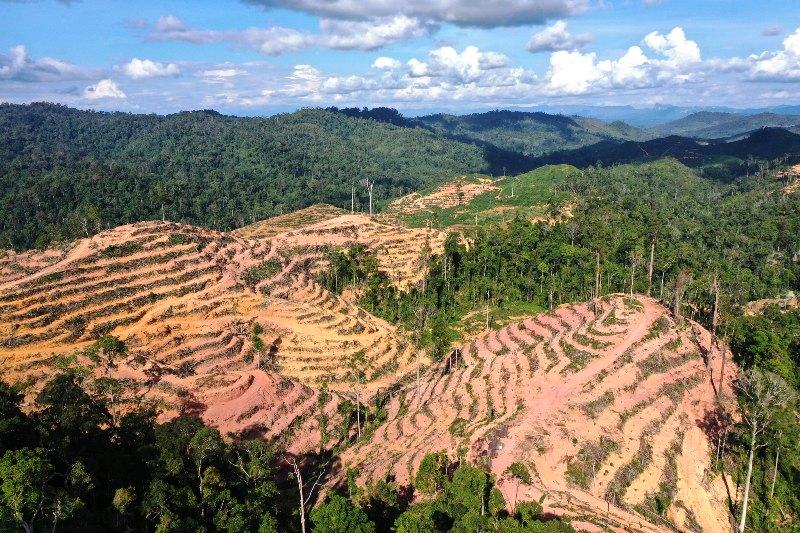 Hutan Kaltim Hilang 36 Ribu Hektare, Reforestasi Baru Separuhnya