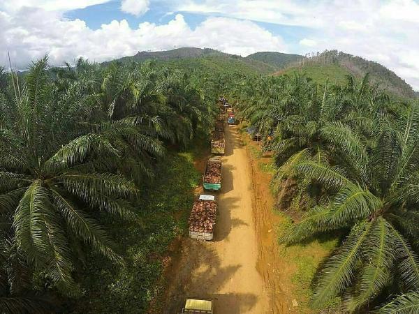 Luas Lahan Sawit Indonesia Tercatat 14,03 Juta Hektare 