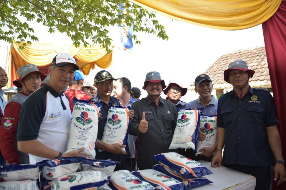 Demplot Pupuk Kaltim Berhasil Tingkatkan Hasil Tani Jember Hingga 30 Persen