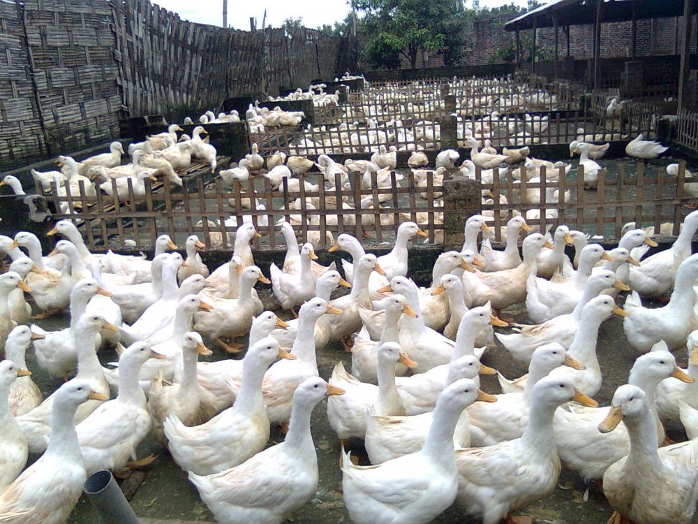 Bantuan Memadai, DKP3 Sayangkan Animo Berternak Warga Bontang Kurang