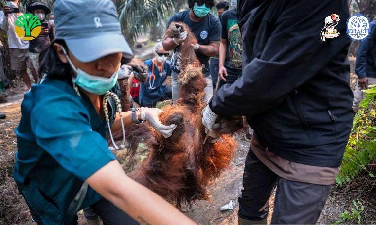 Orangutan Sempurna Mati di Ketapang, Nekropsi Ungkap Dampak Paparan Asap