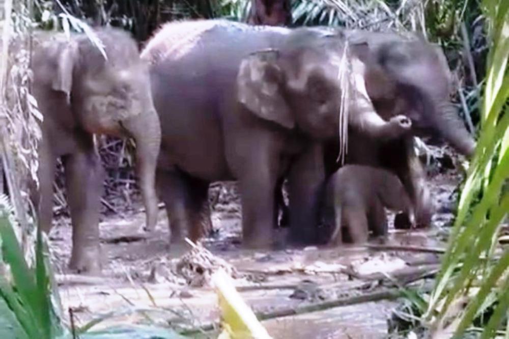 Viral Anak Gajah Borneo Terjebak di Kebun Sawit, tapi Bukan di Indonesia