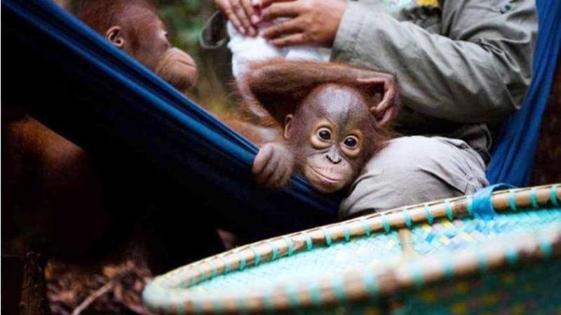Lahan Orangutan Diserobot, Disulap Jadi Kebun Sawit di Kaltim