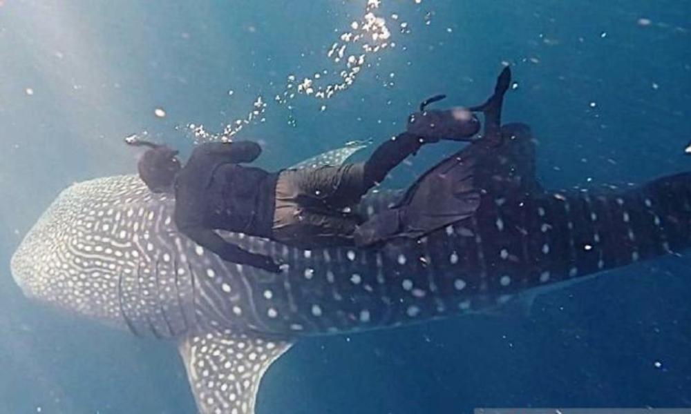 Raksasa Laut yang Menghidupi Kampung Kecil di Kutai Timur