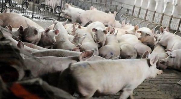 Kotoran Hewan Ternak Bikin Warga Sangatta Selatan Tak Nyaman