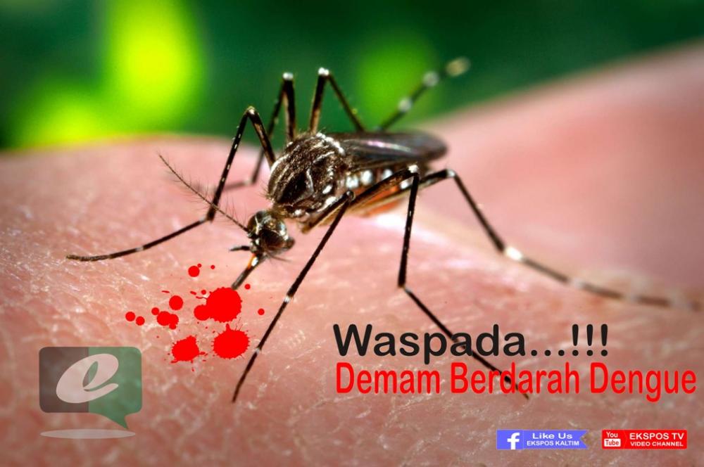 DBD KEMBALI MENELAN KORBAN, DINKES DINILAI TUTUP MATA