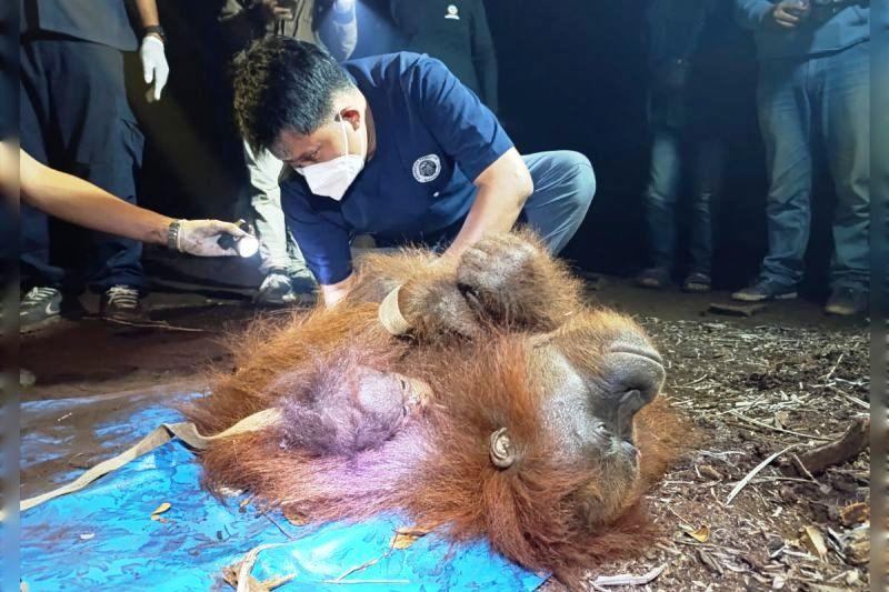Induk dan Anak Orangutan Terjebak di Tengah Karhutla, Bertahan di Atas Pohon
