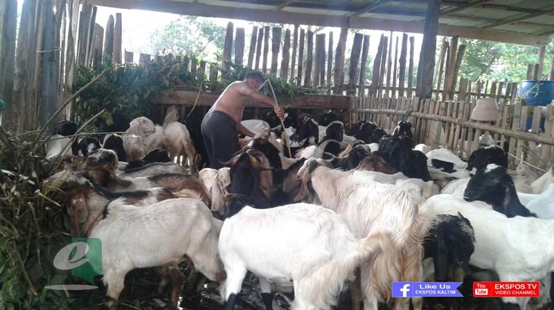 HARGA HEWAN KURBAN NAIK, KAMBING CAPAI 6 JUTA PER EKOR