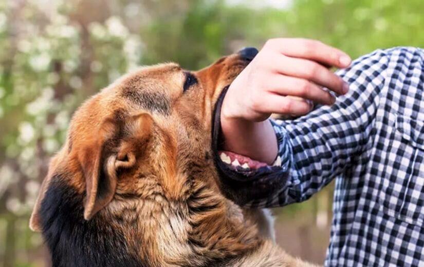 Sudah 353 Warga di Kaltim Digigit Hewan Rabies, Balikpapan Terawan