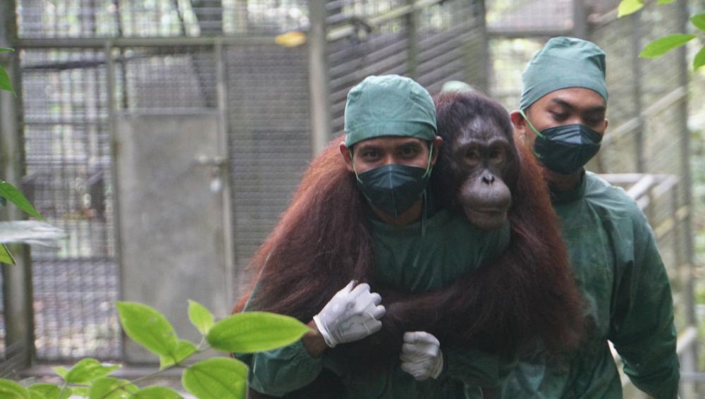 Refleksi Panjang Masa Depan Orangutan Kalimantan: Ancaman Luar-Dalam