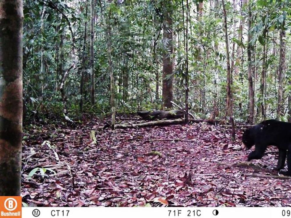 Temuan Baru, 1.618 Spesies Flora Fauna di Kaltim Tersebar di Luar Kawasan Dilindungi