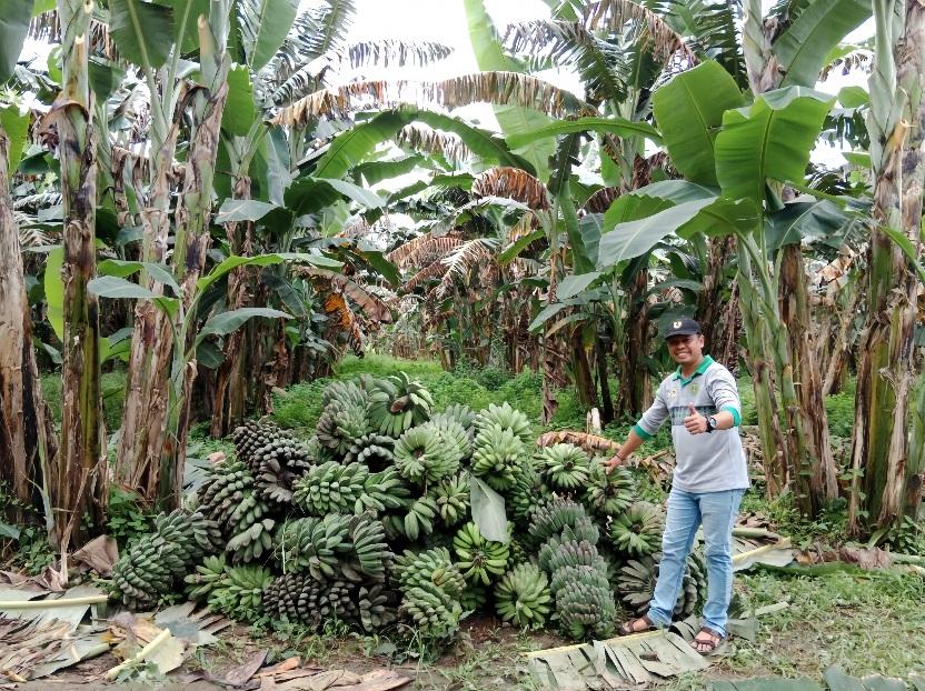 Dihantam Fusarium dan Layu Bakteri, Produksi Pisang Kaltim Anjlok 60 Persen