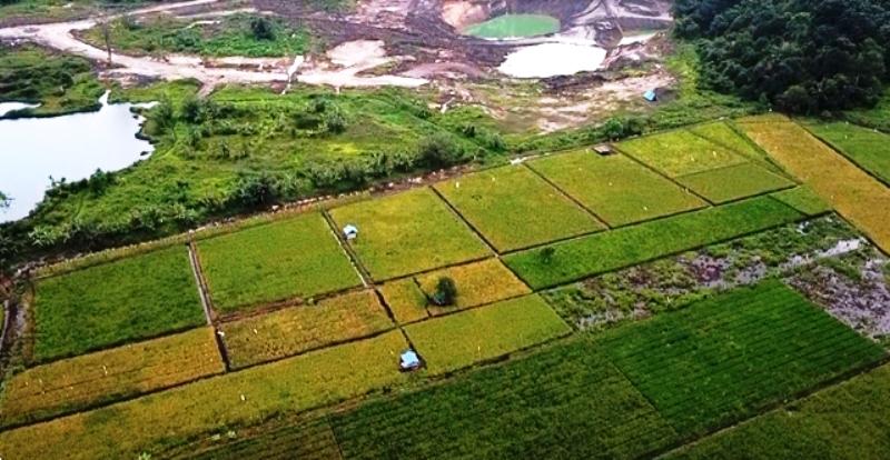 Petani Milenial di Kaltim Garap Lahan Eks Tambang Jadi Sawah