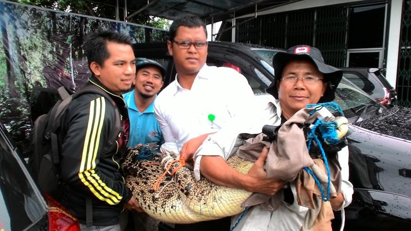 BUAYA LIAR MASUK KEPEMUKIMAN WARGA TELUK PANDAN