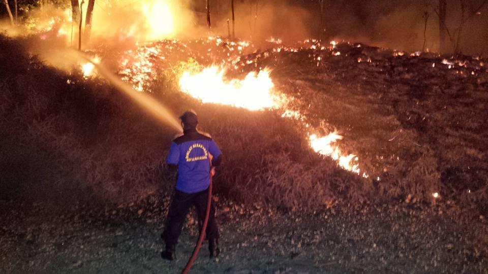 SEHARI, SI JAGO MERAH HANGUSKAN 5 HEKTAR LAHAN 