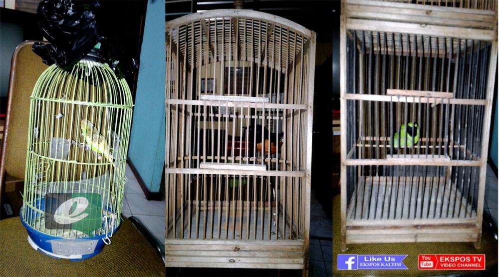 Empat ABG Diamankan karena Mencuri Burung Cucak Ijo dan Murai