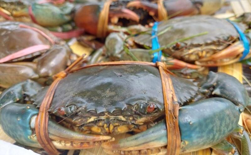 Kepiting Hidup Kaltim Laku Keras di China, Malaysia dan Singapura, Ekspor Capai 85 Ton