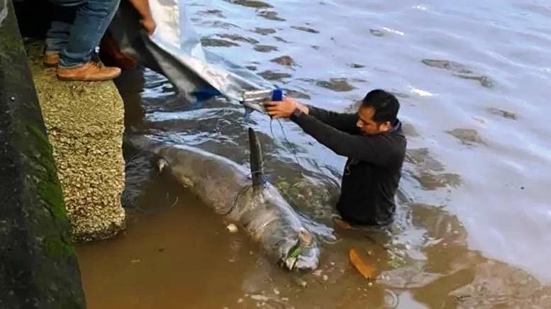 Pesut Mahakam Terancam Punah, KLH Tawarkan 3 Solusi Penyelamatan