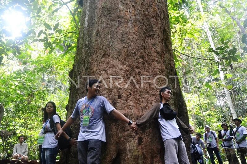 Pesona Abadi Taman Nasional Kutai: Menyapa Ulin Seribu Tahun