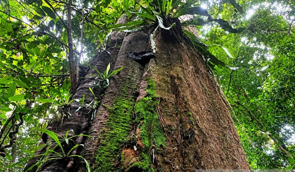 Enam Harta Karun Hijau yang Masih Bertahan di Hutan Kutai