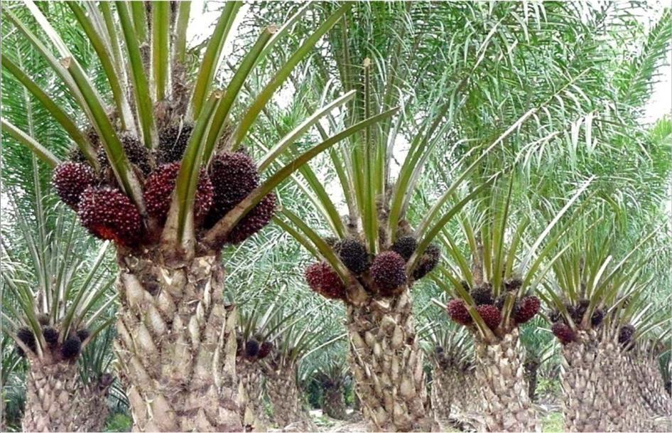 Harga Rotan dan Karet Anjlok, Kelapa Sawit Jadi Primadona