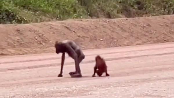 Orangutan Kurus yang Melintasi Hauling Tambang di Kutim Dievakuasi