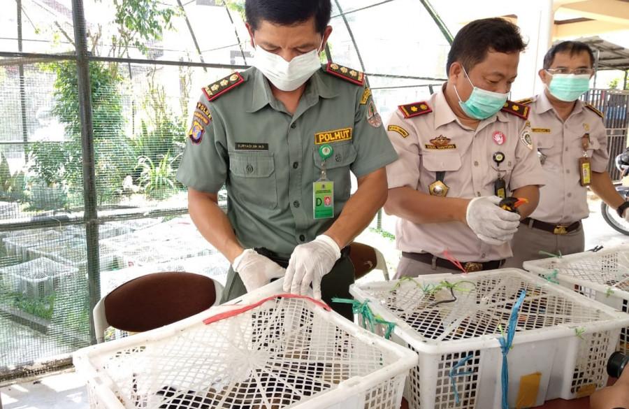 Penyelundupan Ratusan Ekor Burung Liar Berhasil Digagalkan
