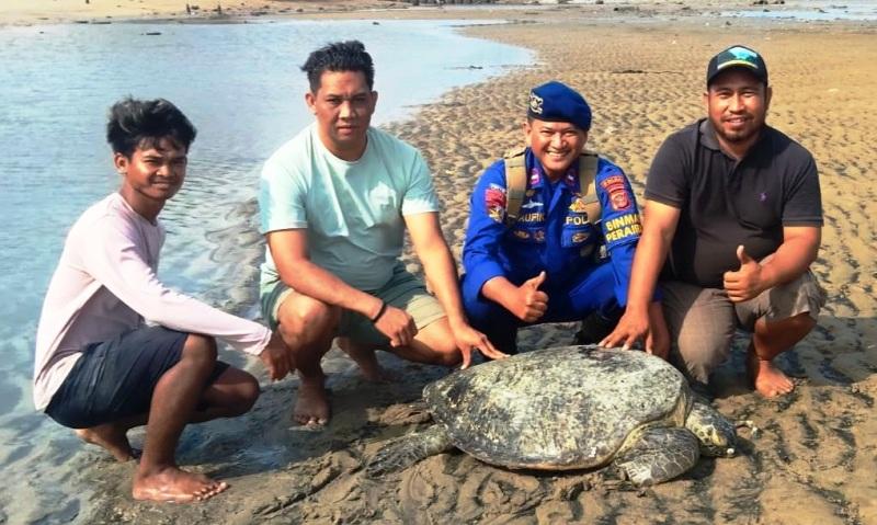 Penyu Lekang Terdampar di Balikpapan, Alarm bagi Habitat yang Kian Menyempit