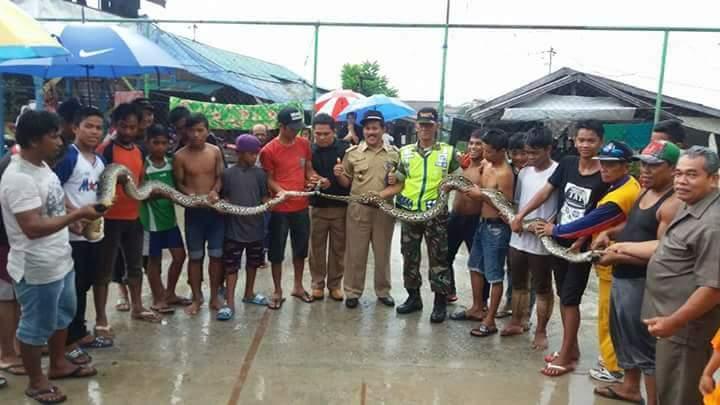 Ngerii !!! Berkeliaran di Permukiman, Ular Piton Patuk Warga Lembah Ujung 