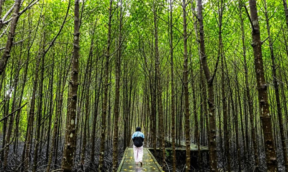 Ikhtiar Kaltim Merawat 240 Ribu Hektare Mangrove