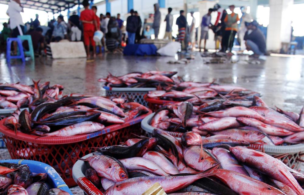 Produksi Ikan Melimpah, Bontang Pasok Hingga ke Luar Kalimantan