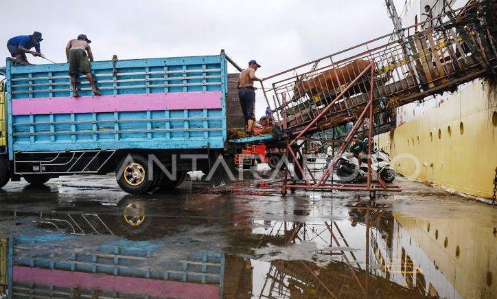 Kaltim Masih Bergantung Sapi Luar