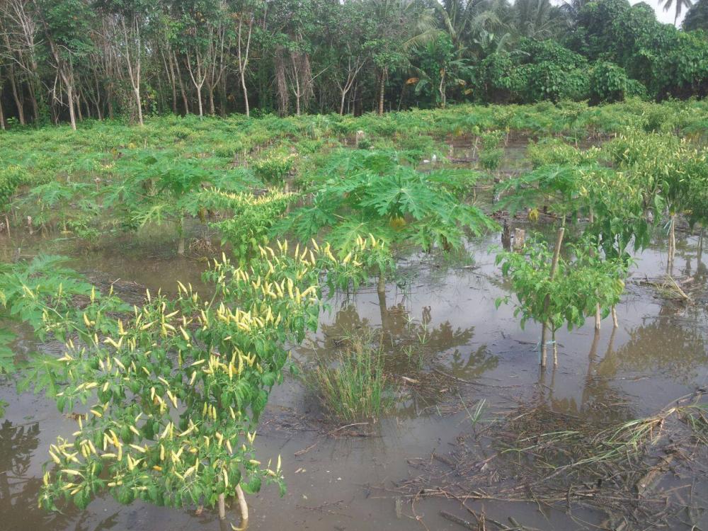 Diterjang Banjir, Ratusan Hektar Lahan Warga Gagal Panen