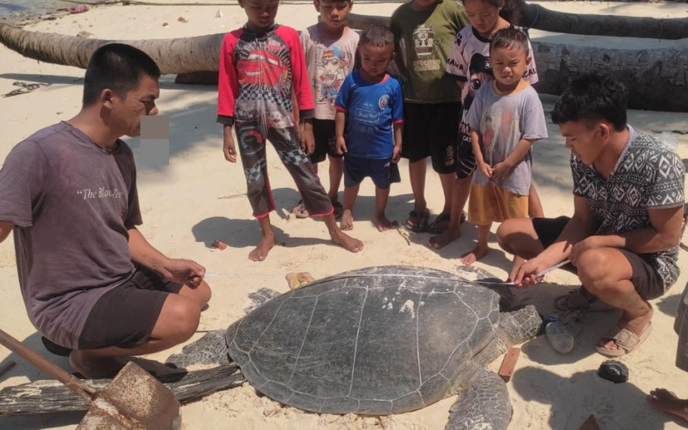 Penyu Dibantai di Berau demi Telur, Efektivitas Pengawasan Dipertanyakan