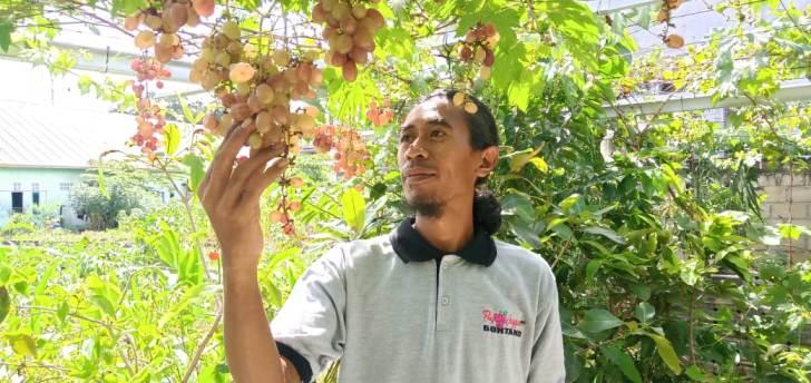 Kecamatan Utara Galakkan Tanam Anggur, Cahyo : Bisa Jadi Destinasi Wisata Baru