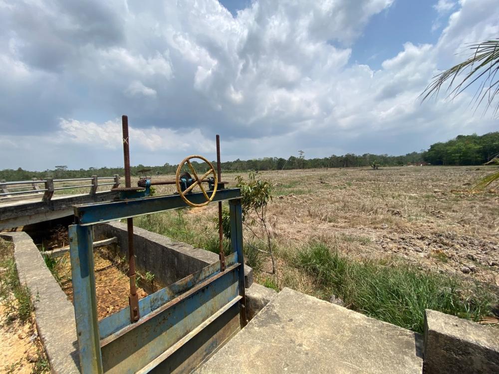Sawah Gunung Binjai Mengering, Petani Balikpapan Terancam Gagal Tanam Dua Kali