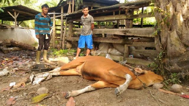 Lewat AUTS Jasindo, DKP3 Bontang Antisipasi Kerugian Peternak Sapi